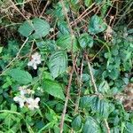 Rubus scaber habit picture by Fozame (cc-by-sa)