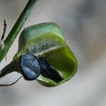 Dipcadi serotinum fruit picture by Liliane Pessotto (cc-by-sa)