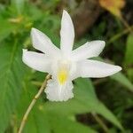 Dendrobium crumenatum flower picture by nazara ikuone (cc-by-sa)