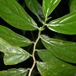 Columnea sanguinolenta leaf picture by Nelson Zamora Villalobos (cc-by-nc)