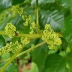 Toxicodendron radicans flower picture by Susan Mene (cc-by-sa)