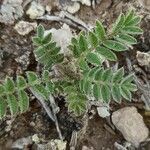 Astragalus sesameus leaf picture by Guerrero joaquin (cc-by-sa)