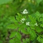 Chaerophyllum tainturieri flower picture by Jeremy Jeremy (cc-by-sa)