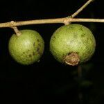 Eugenia siggersii fruit picture by Nelson Zamora Villalobos (cc-by-nc)