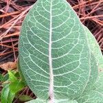 Asclepias humistrata leaf picture by Tim Rutland (cc-by-sa)