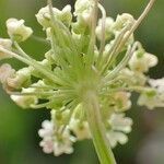 Peucedanum ostruthium flower picture by Yoan MARTIN (cc-by-sa)