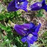 Gentiana alpina flower picture by Maurizio Guzzinati (cc-by-sa)