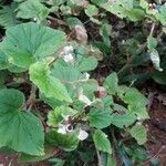 Begonia cucullata leaf picture by oliveira cristiane (cc-by-sa)