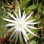 Epiphyllum hookeri flower picture by Castro Minor (cc-by-sa)