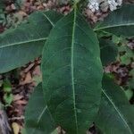 Asclepias variegata leaf picture by Eli Small (cc-by-sa)