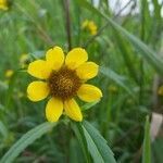 Bidens cernua flower picture by Giovanni Natale (cc-by-sa)