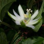 Passiflora lobata flower picture by Nelson Zamora Villalobos (cc-by-nc)