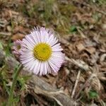 Erigeron pulchellus flower picture by frogs (cc-by-sa)