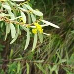 Wikstroemia indica flower picture by Coordination Endemia (cc-by-sa)