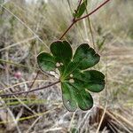 Geranium santanderiense leaf picture by Fabien Anthelme (cc-by-sa)