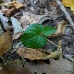 Viola reichenbachiana leaf picture by Riccardo Testolin (cc-by-sa)