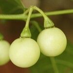 Solanum leucocarpon fruit picture by R. Tournebize (cc-by-sa)