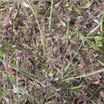 Amaranthus albus habit picture by Llandrich anna (cc-by-sa)