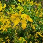 Genista triacanthos flower picture by Daniel Bourget (cc-by-sa)