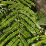 Vachellia cornigera leaf picture by Nelson Zamora Villalobos (cc-by-nc)