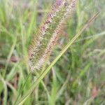 Setaria pumila flower picture by Association Environat (cc-by-sa)