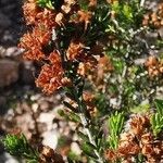 Erica manipuliflora flower picture by Angelos (cc-by-sa)