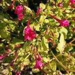 Mirabilis jalapa flower picture by Georges Olioso (cc-by-sa)