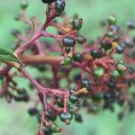 Palicourea triphylla fruit picture by Nelson Zamora Villalobos (cc-by-nc)