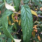 Viburnum rhytidophyllum leaf picture by Daniel Kühn (cc-by-sa)