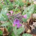 Pulmonaria affinis leaf picture by Maxime Santandreu (cc-by-sa)