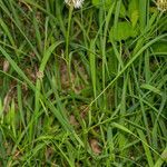 Centaurea dichroantha habit picture by Martin Bishop (cc-by-sa)