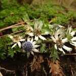 Eryngium carlinae flower picture by Fabien Anthelme (cc-by-sa)