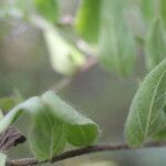 Evolvulus alsinoides leaf picture by Nelson Zamora Villalobos (cc-by-nc)