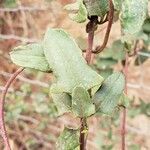 Muehlenbeckia hastulata leaf picture by Colin Renick (cc-by-sa)