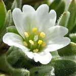 Cerastium peruvianum flower picture by Fabien Anthelme (cc-by-sa)