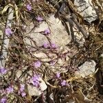 Limonium echioides flower picture by moya xema (cc-by-sa)