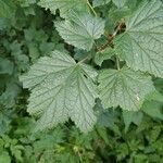 Ribes petraeum leaf picture by am1961 (cc-by-sa)