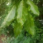 Gallesia integrifolia leaf picture by Vinicius Castro Souza (cc-by-sa)