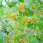 Galium hypocarpium fruit picture by cabana carlos manuel (cc-by-sa)