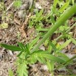 Knautia orientalis leaf picture by Marie-Pia Marchant (cc-by-sa)