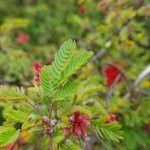 Calliandra eriophylla leaf picture by cat grass (cc-by-sa)