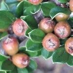 Cotoneaster horizontalis fruit picture by Giode Tonpino (cc-by-sa)