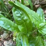 Cynoglossum germanicum leaf picture by Francois Mansour (cc-by-sa)