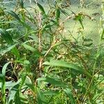 Persicaria punctata habit picture by Trap Hers (cc-by-sa)