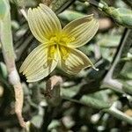 Lactuca orientalis flower picture by M. Hedayat (cc-by-sa)