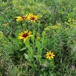 Rudbeckia hirta habit picture by Adrian (cc-by-sa)