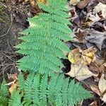 Dryopteris intermedia leaf picture by Daniel Gonzales (cc-by-sa)