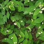 Apocynum androsaemifolium habit picture by Euphrosyne Beauchamp (cc-by-sa)