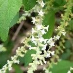 Aloysia virgata flower picture by Trap Hers (cc-by-sa)