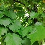 Corylus colurna leaf picture by Bouberl David (cc-by-sa)